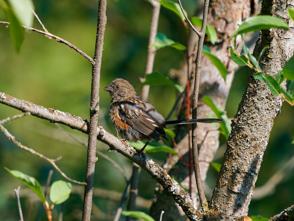 Spotted Towhee - ML622787781