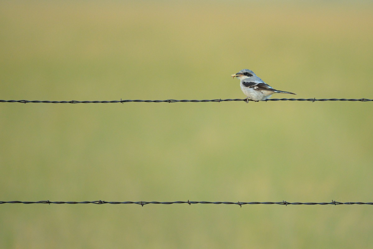 Loggerhead Shrike - ML622787817