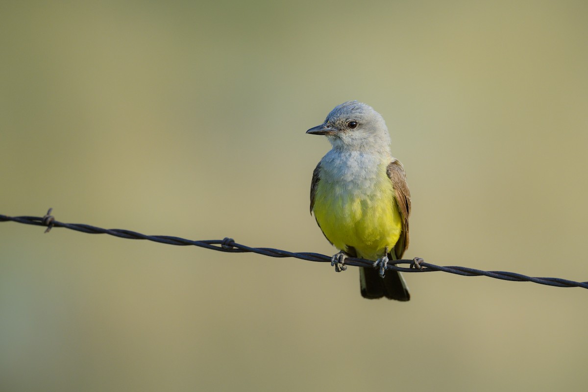 Western Kingbird - ML622787837