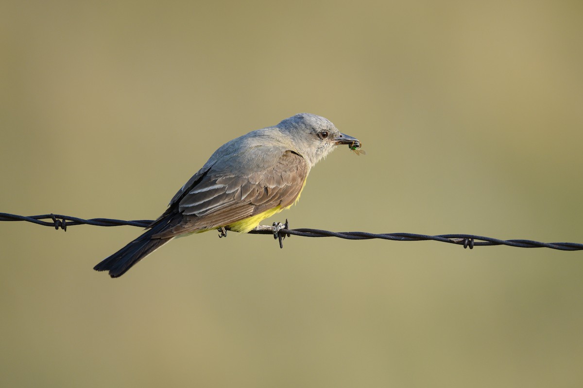 Western Kingbird - Jesse Kolar