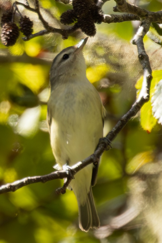 Warbling Vireo - ML622787847