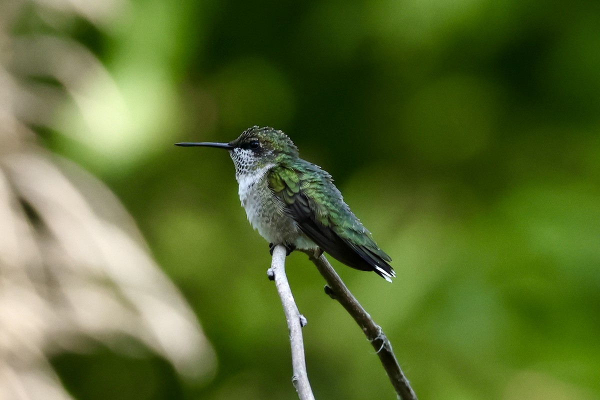 Ruby-throated Hummingbird - ML622787848