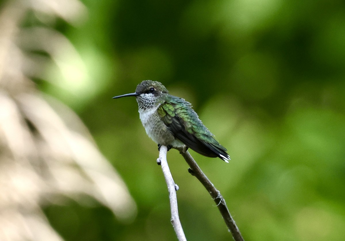 Ruby-throated Hummingbird - ML622787849