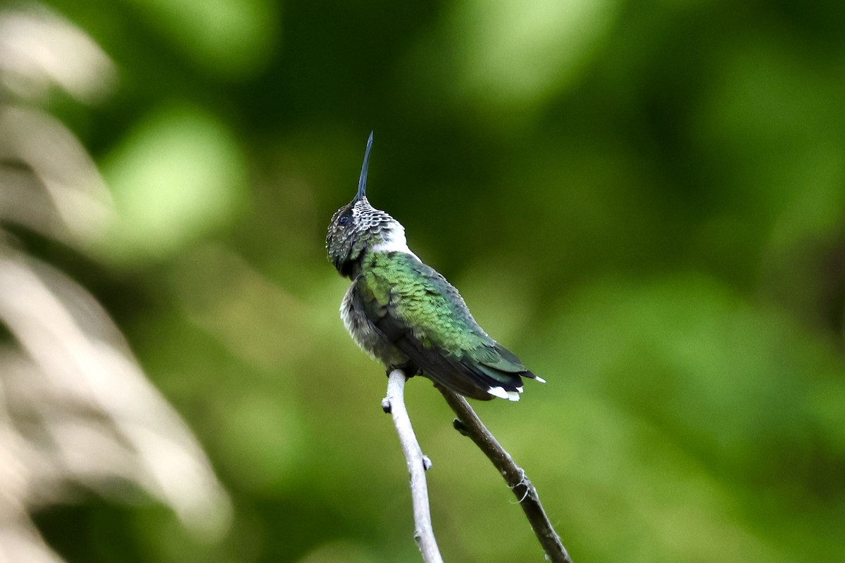 Ruby-throated Hummingbird - ML622787850