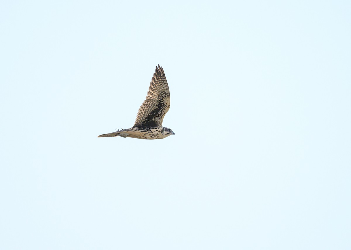 Prairie Falcon - ML622787864