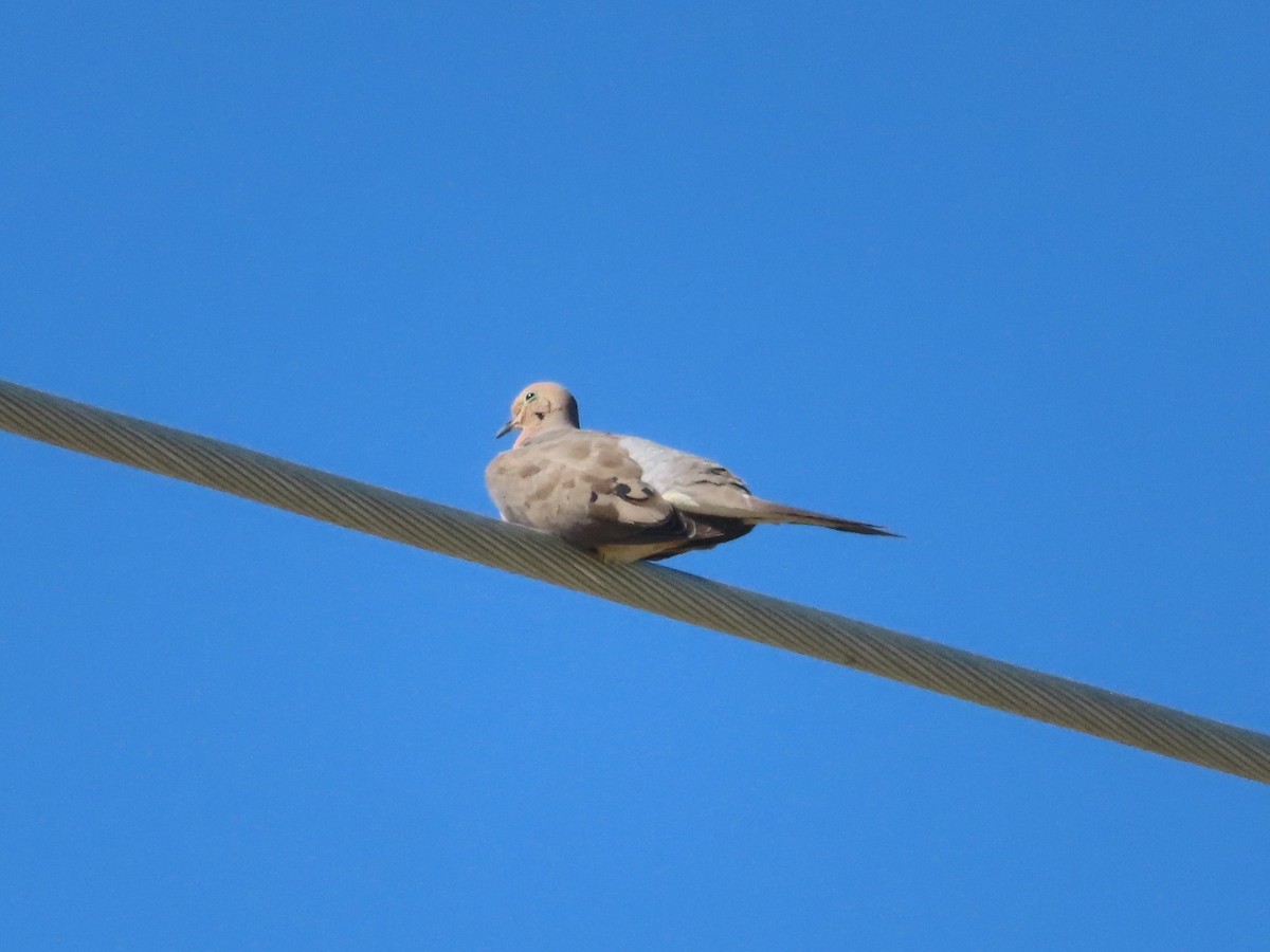 Mourning Dove - Karen Richardson