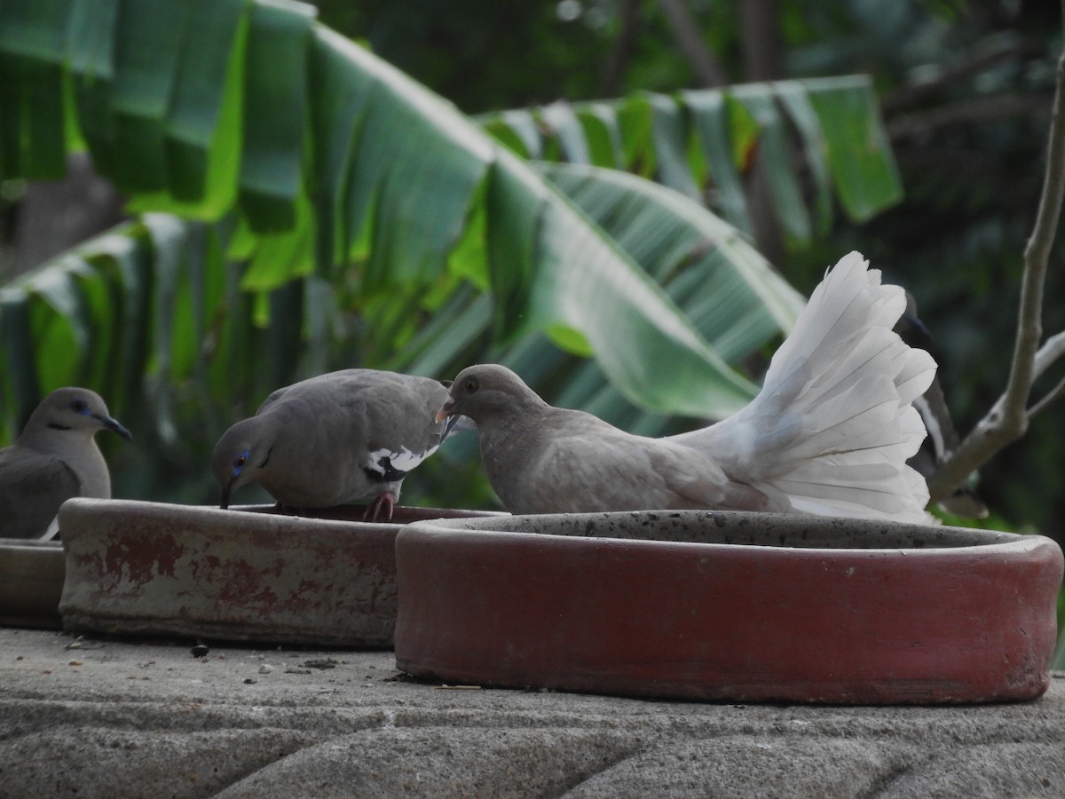 Rock Pigeon (Feral Pigeon) - Maria Corriols