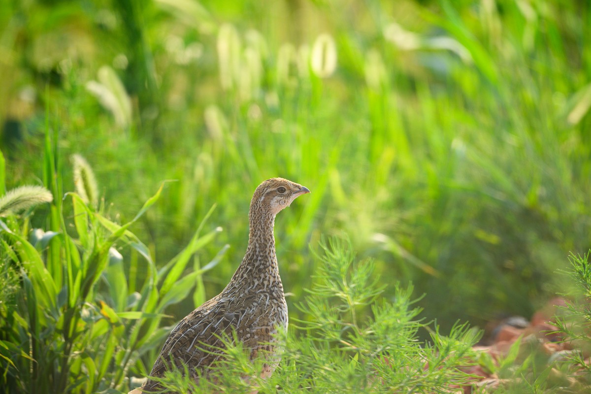 Sharp-tailed Grouse - ML622787895