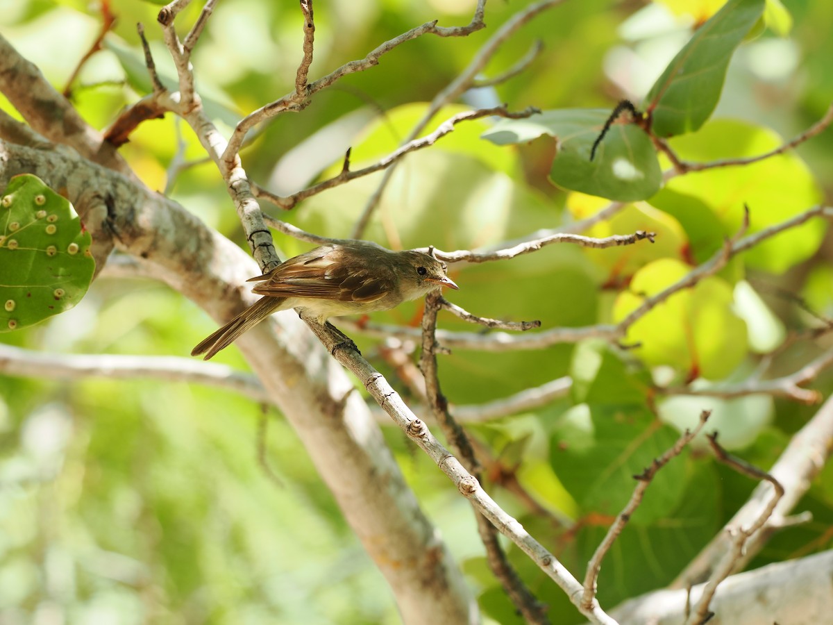 Caribbean Elaenia - ML622788045