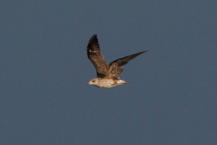Lesser Black-backed Gull - Tim Loyd