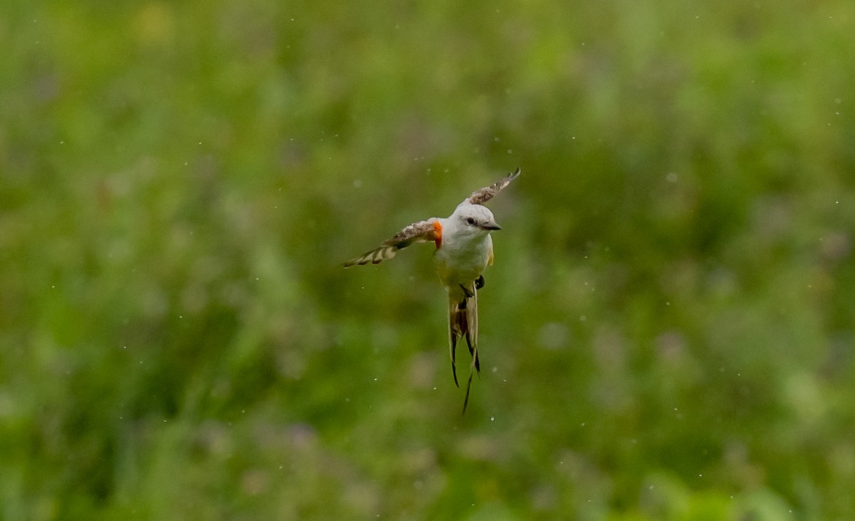 Scissor-tailed Flycatcher - ismael chavez