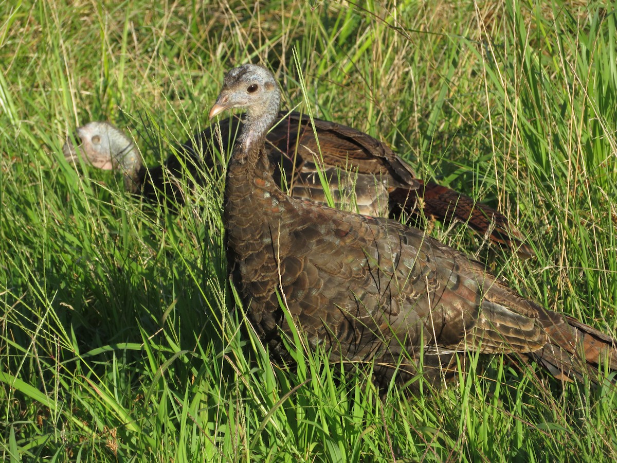 Wild Turkey - ML622788139