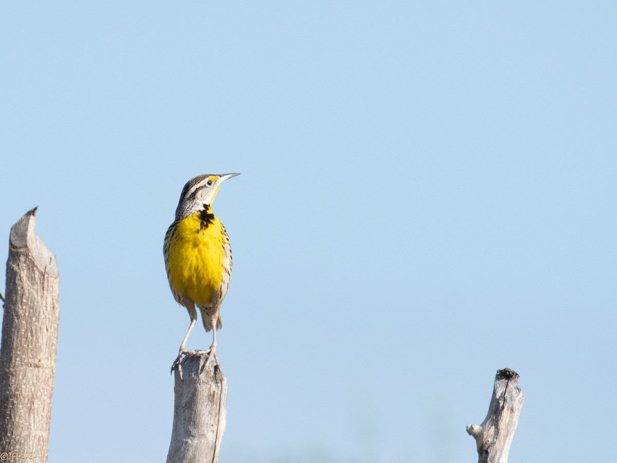 Eastern Meadowlark (Cuban) - T I