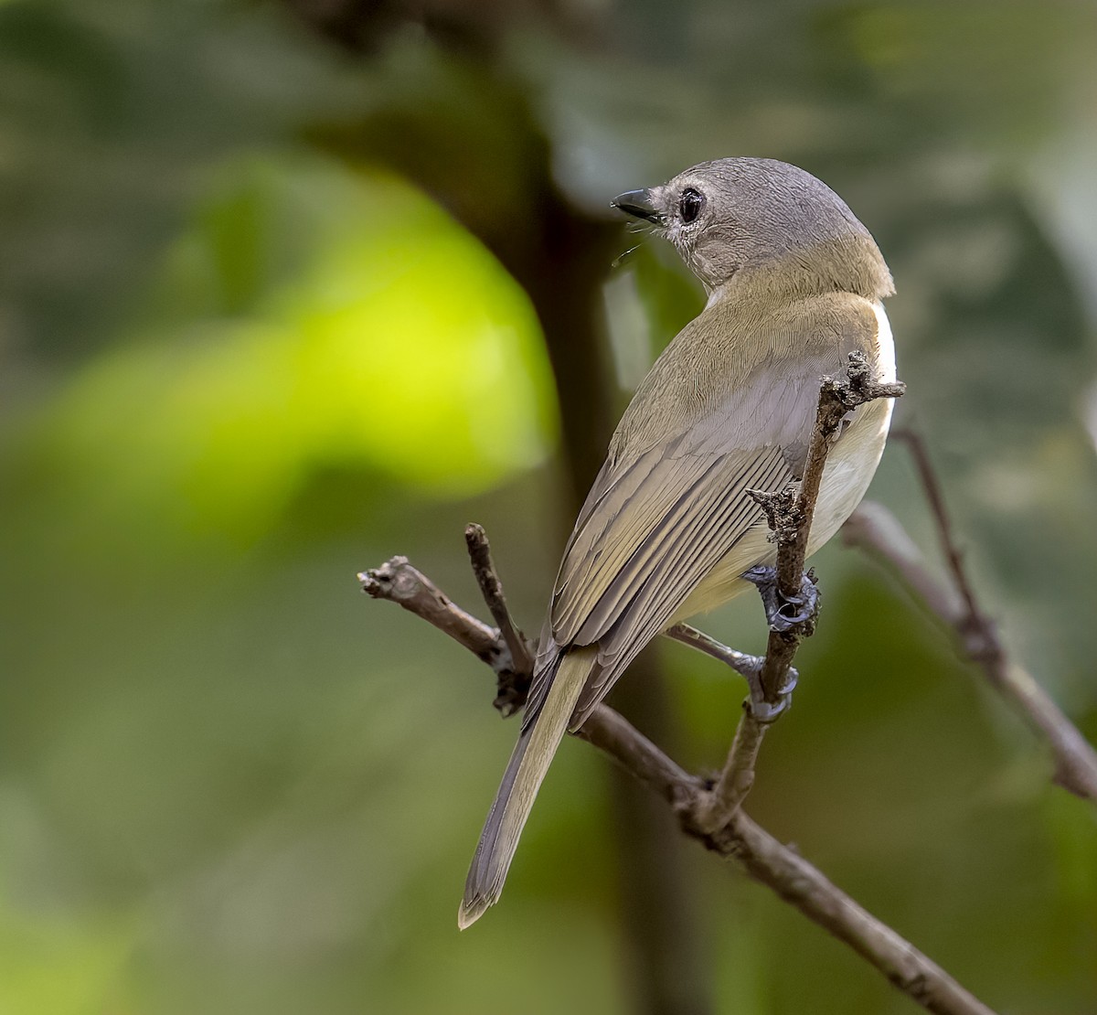 Gray Whistler - Richard Simmonds