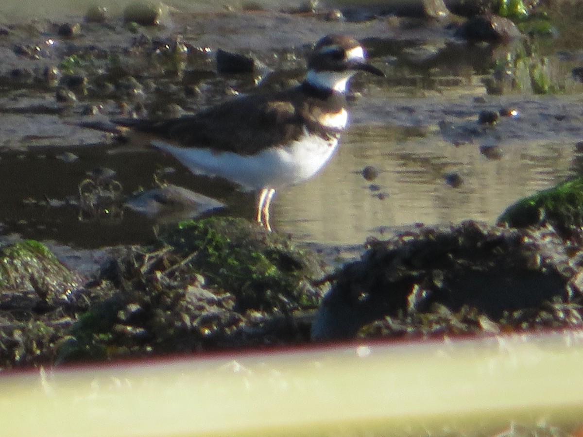 Killdeer - ML622788150