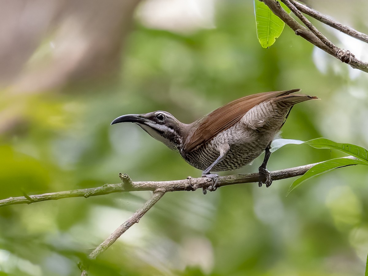 Magnificent Riflebird - ML622788154