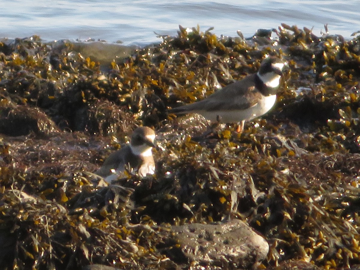 Semipalmated Plover - ML622788155