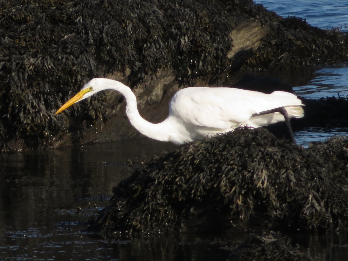 Great Egret - ML622788180