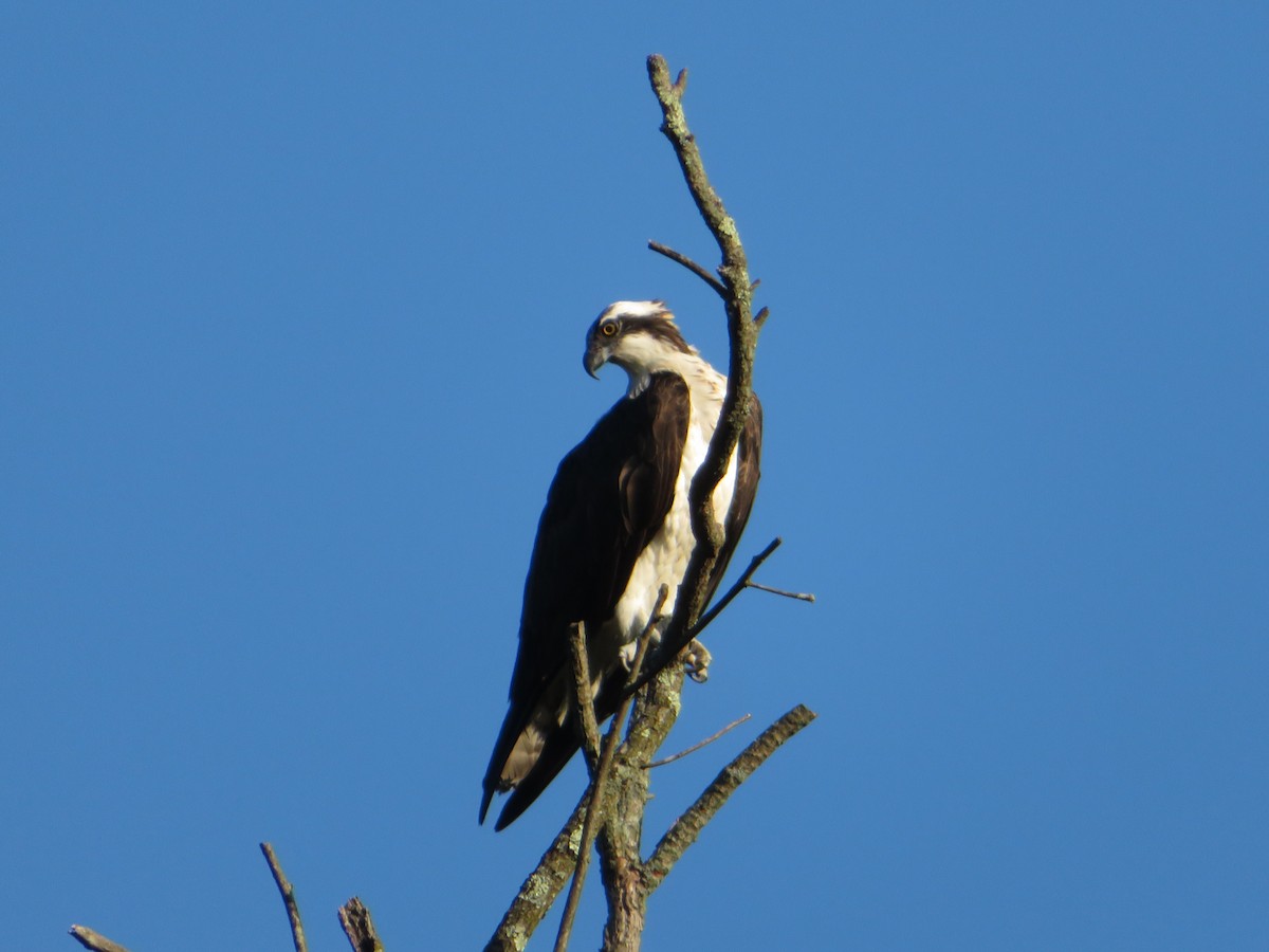 Osprey - ML622788190