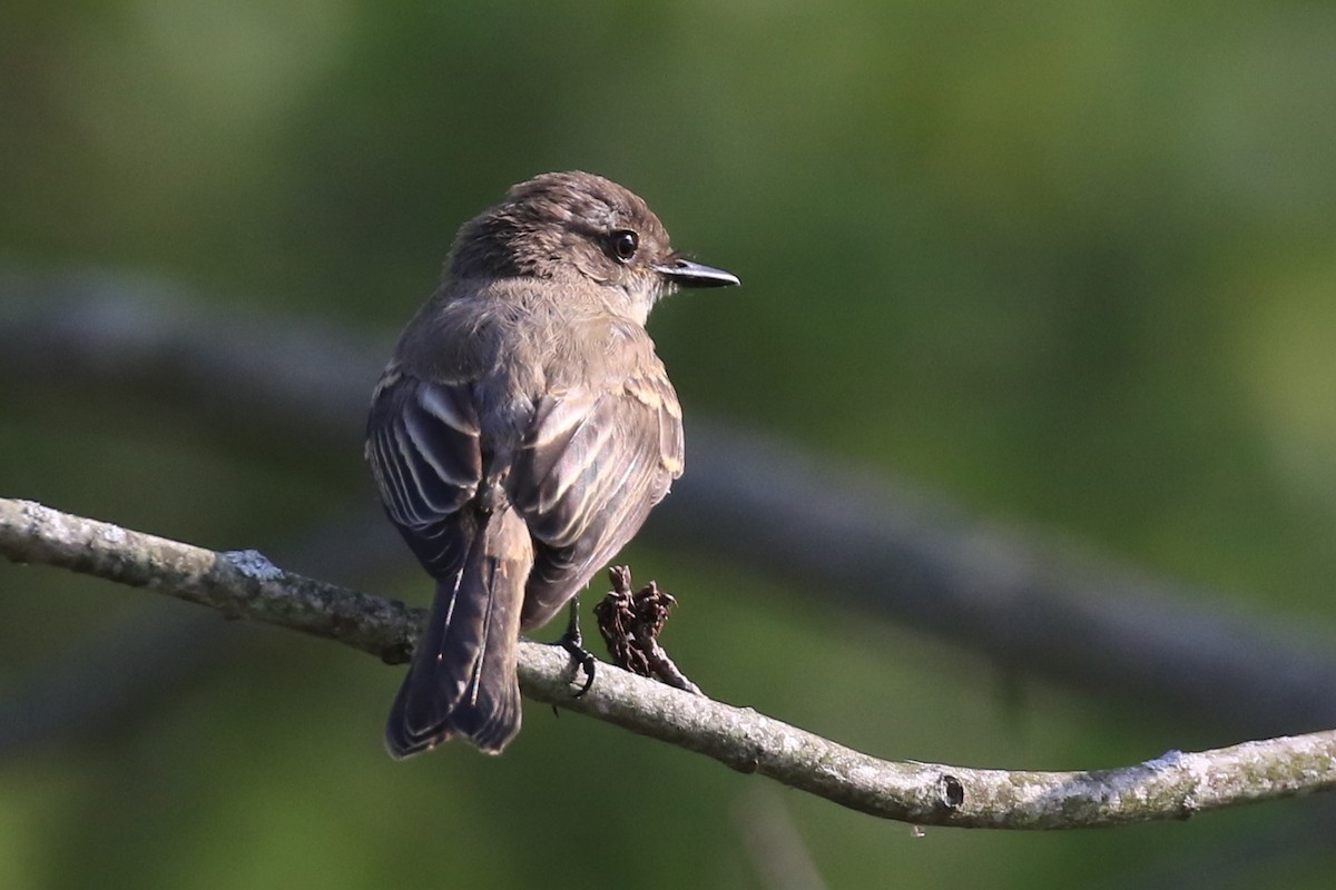 Eastern Phoebe - Jennifer Allison