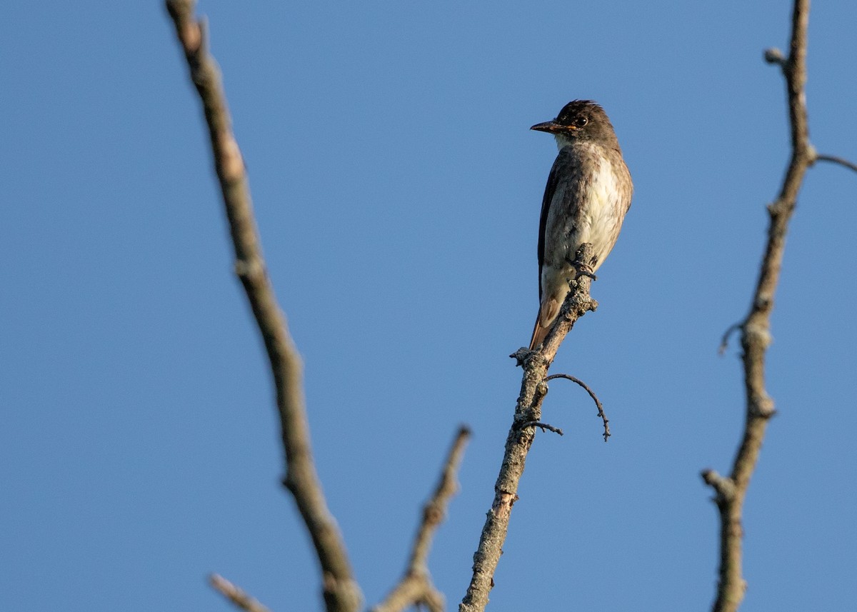 Olive-sided Flycatcher - ML622788304