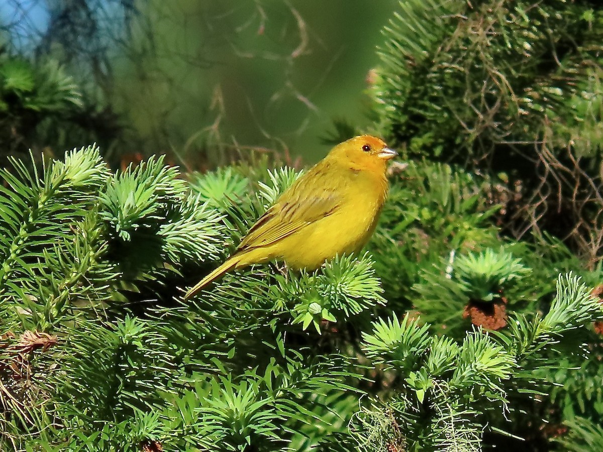 Saffron Finch - ML622788308