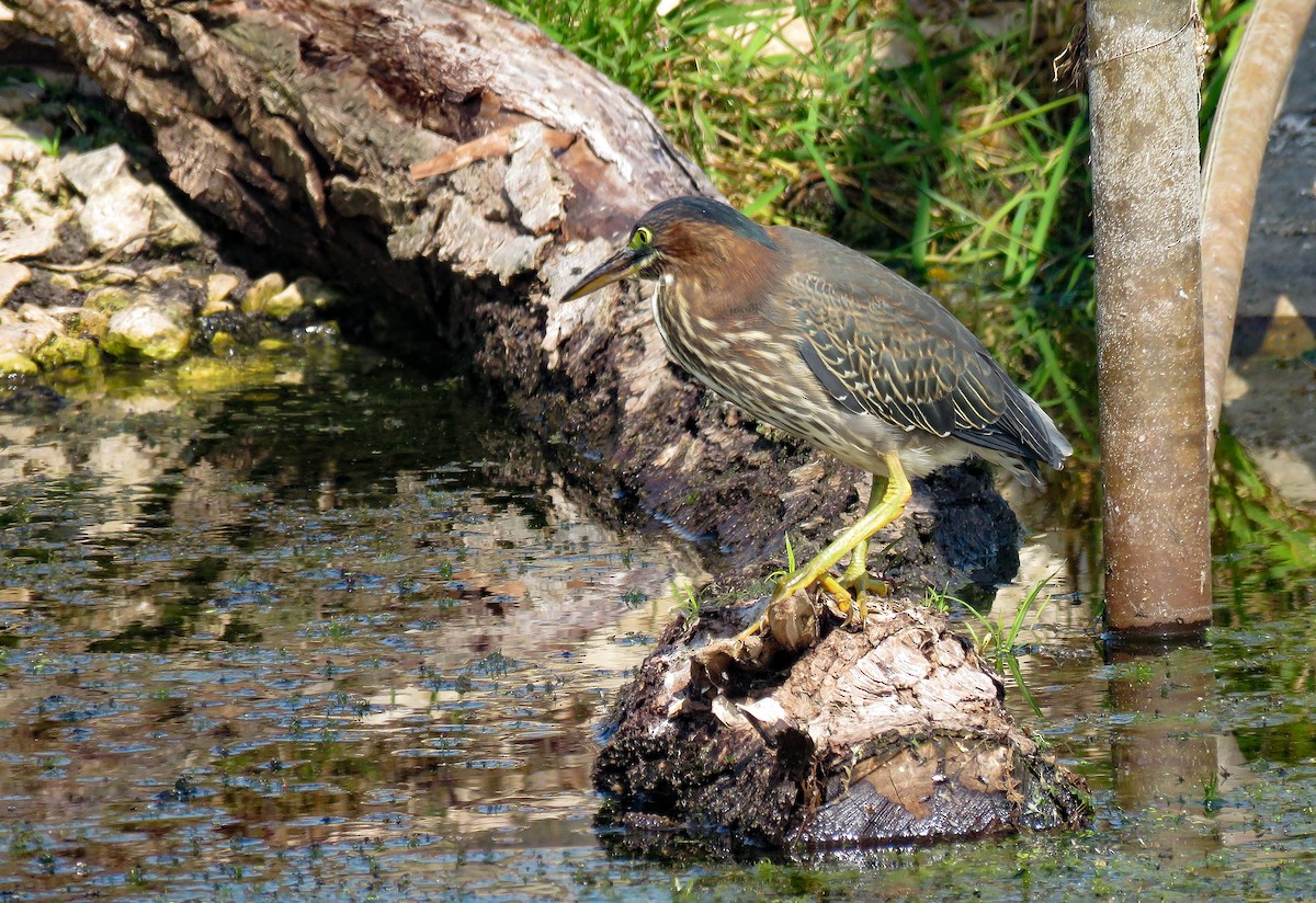 Green Heron - ML622788317