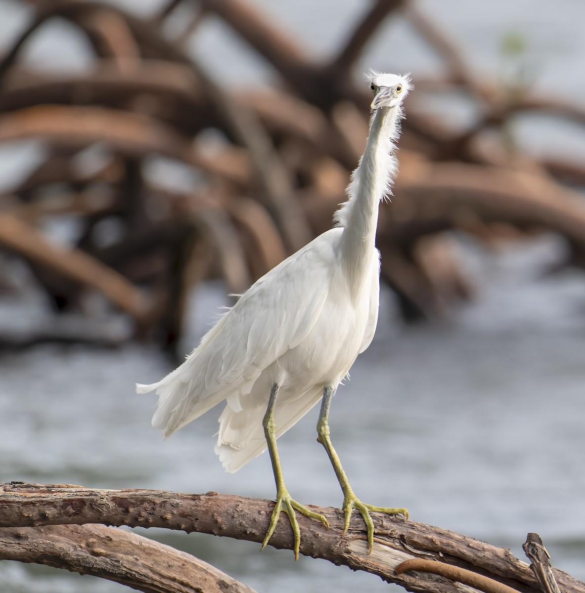 Pacific Reef-Heron - ML622788401