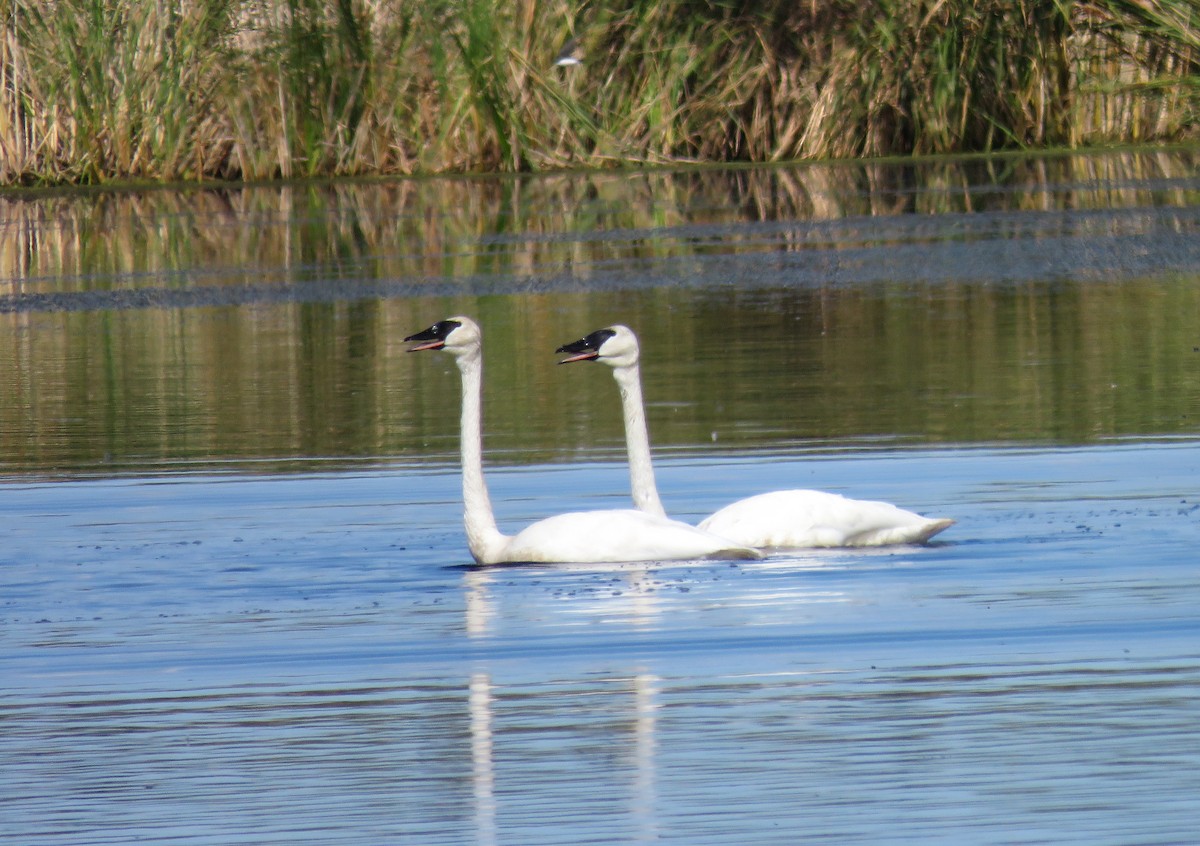 Trumpeter Swan - ML622788481