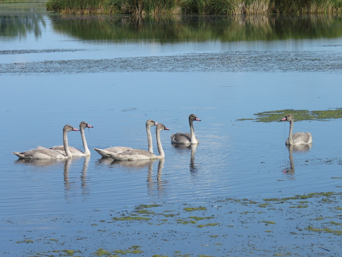 Trumpeter Swan - ML622788482