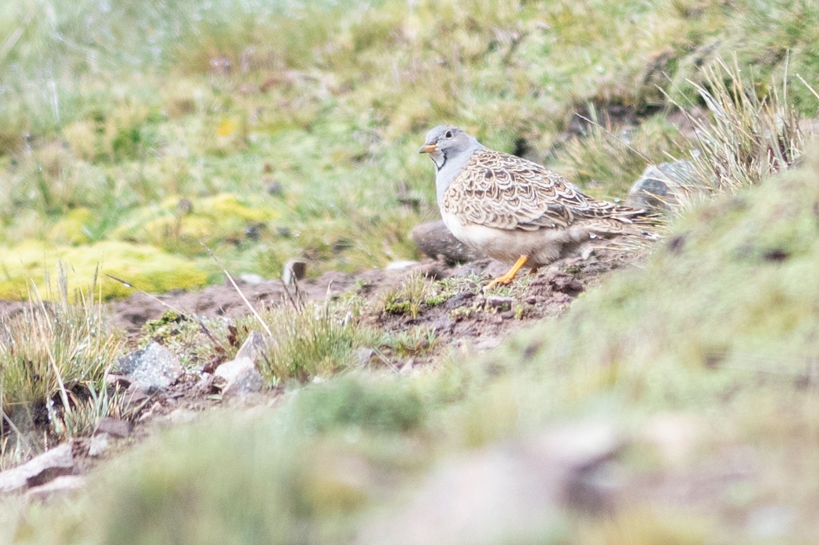 Gray-breasted Seedsnipe - ML622788511