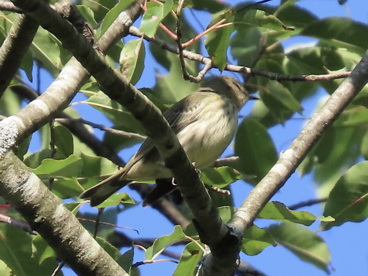 Cape May Warbler - ML622788633