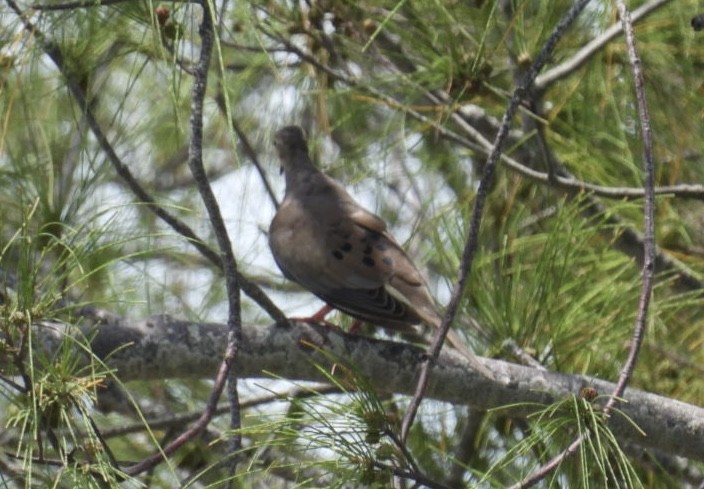 Mourning Dove - Denise Rychlik