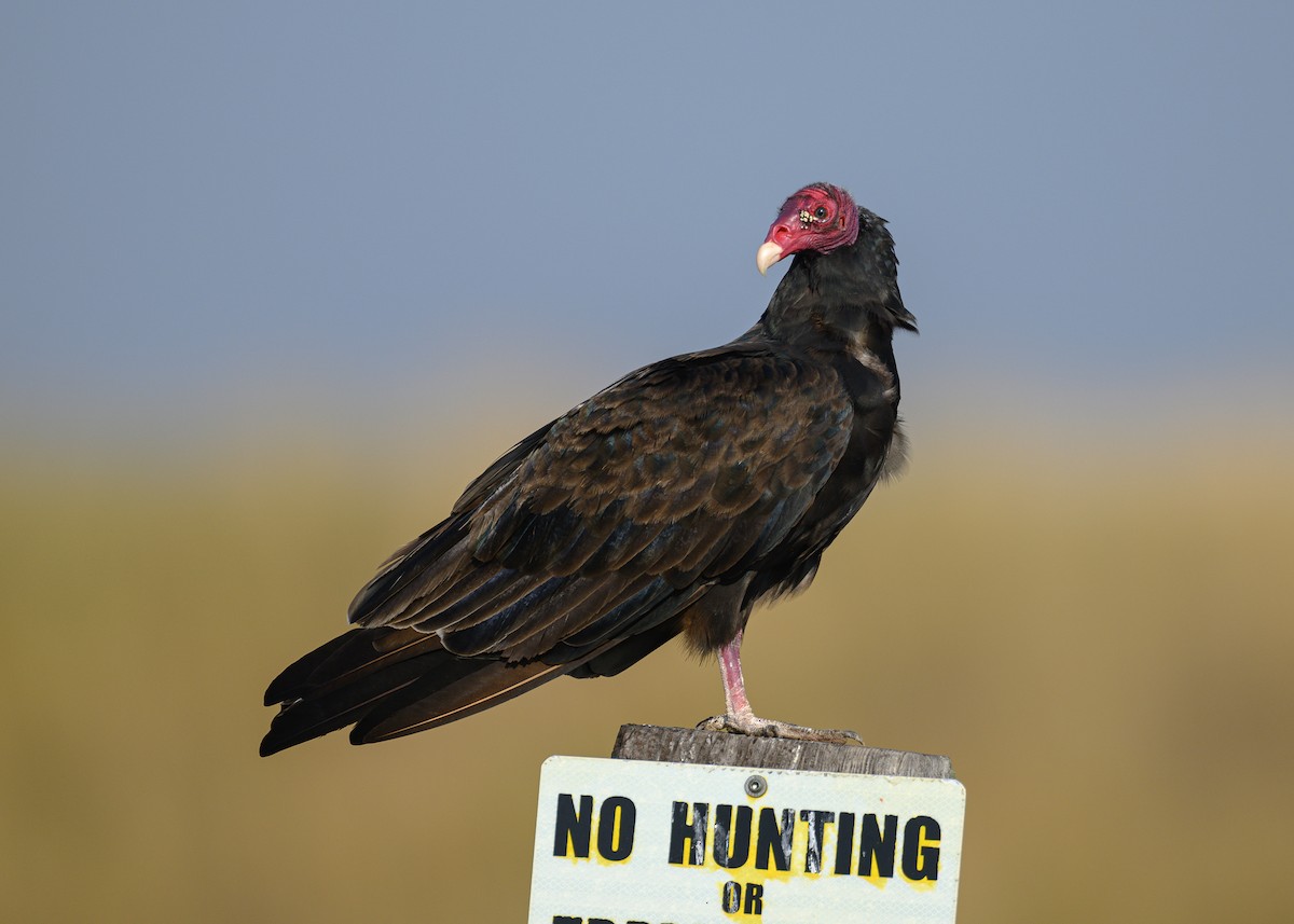 Turkey Vulture - ML622788647