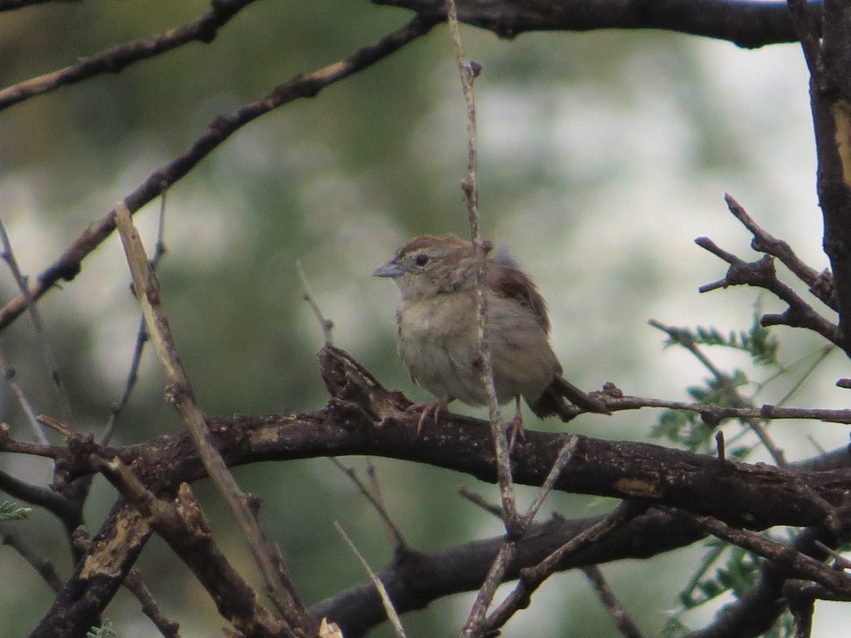 Botteri's Sparrow - ML622788671