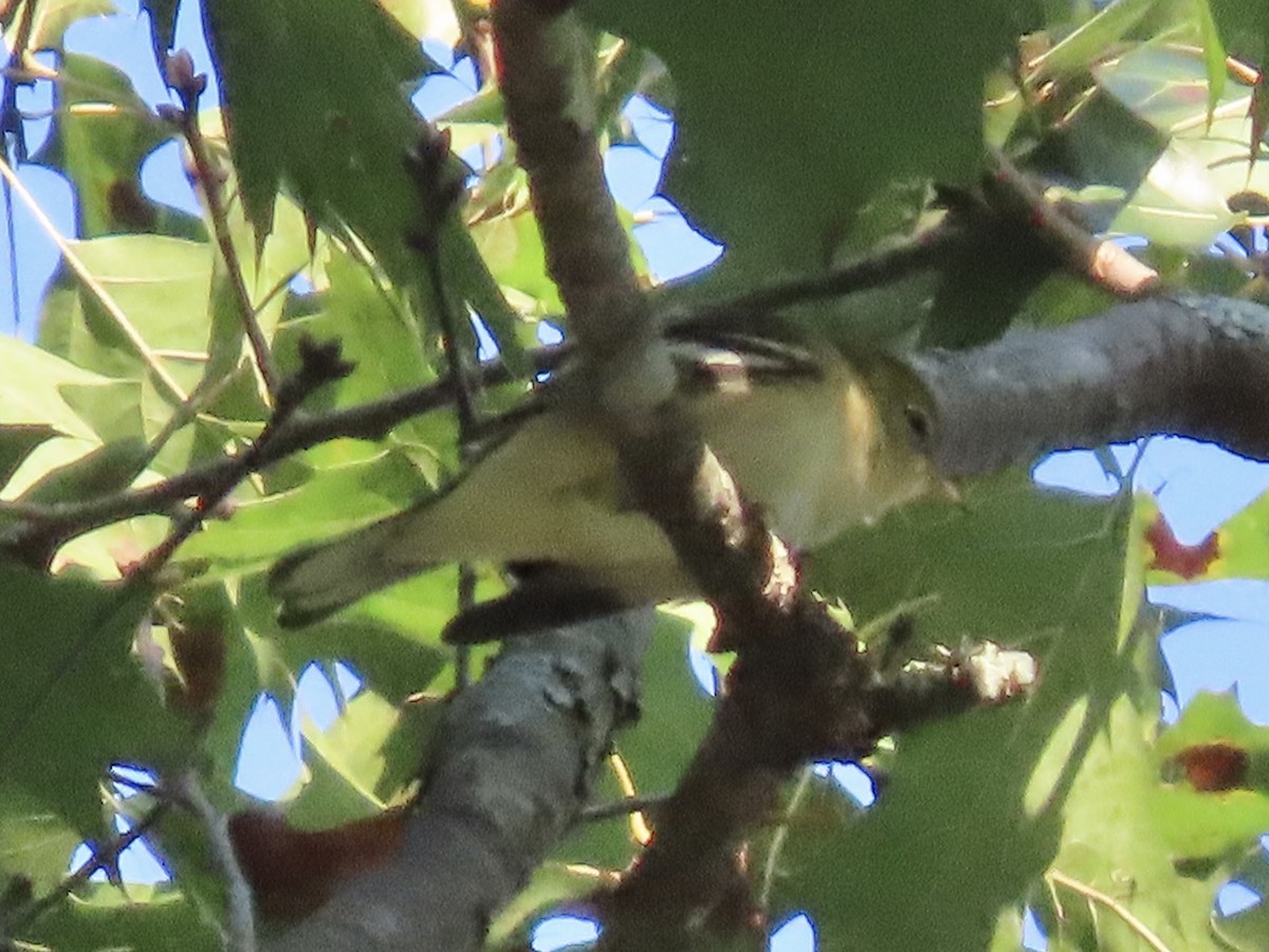 Bay-breasted Warbler - ML622788672