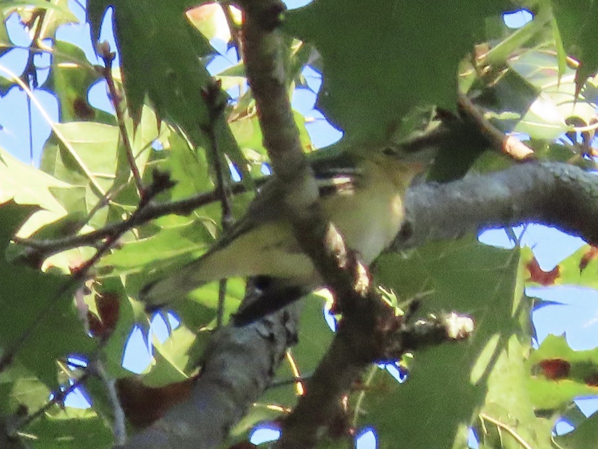 Bay-breasted Warbler - ML622788673