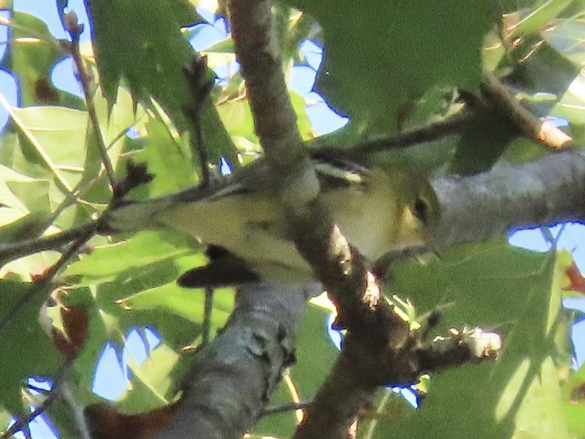 Bay-breasted Warbler - ML622788674