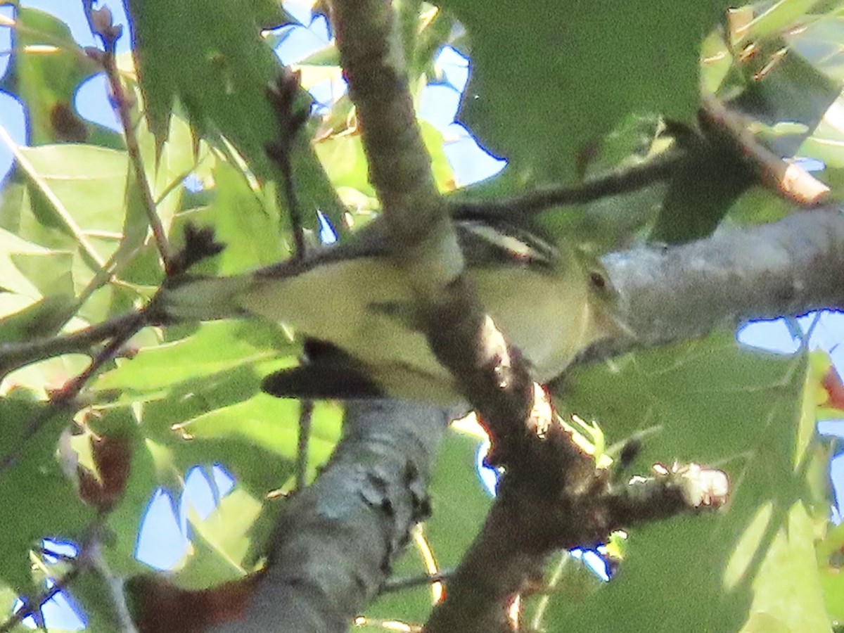 Bay-breasted Warbler - ML622788675