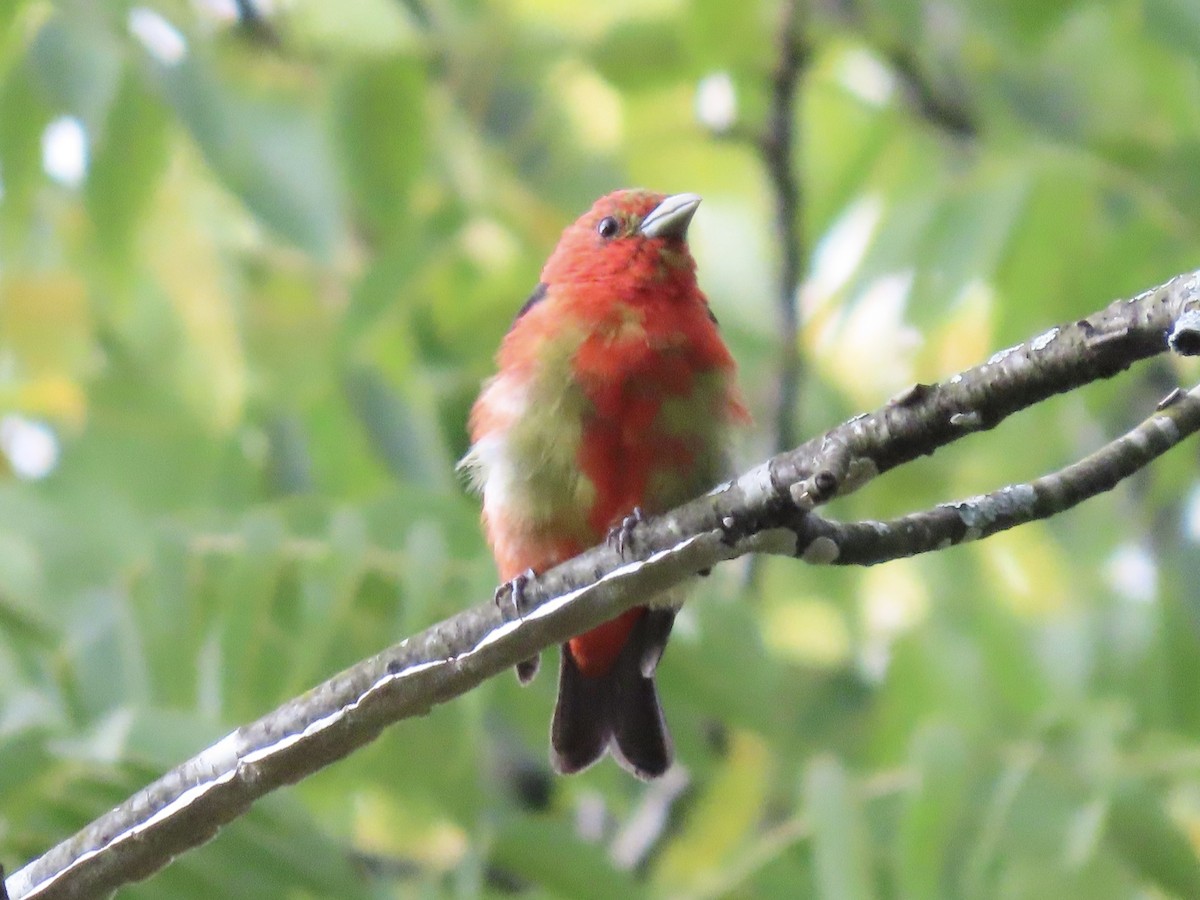 Scarlet Tanager - ML622788678