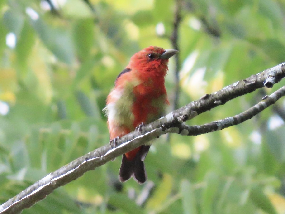 Scarlet Tanager - ML622788679