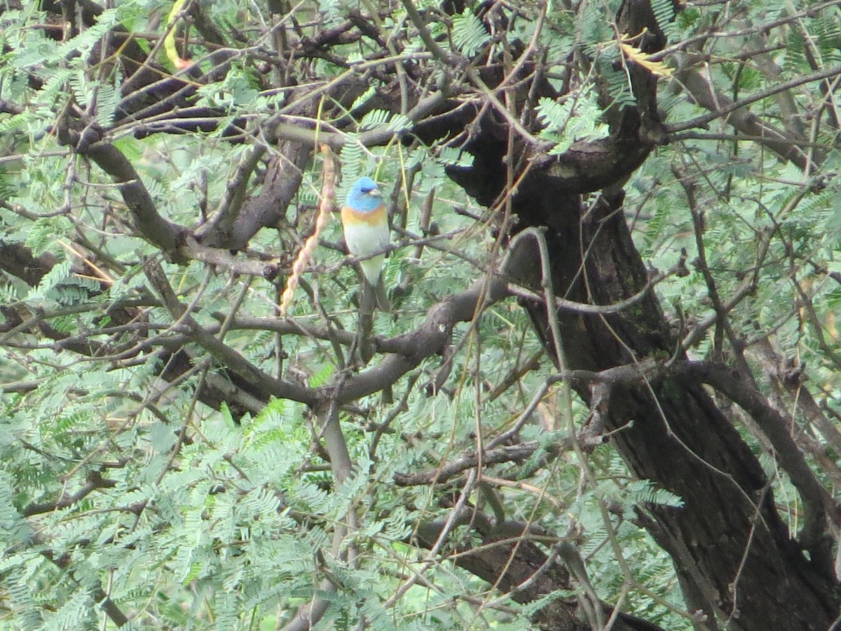 Lazuli Bunting - Joyce Brady