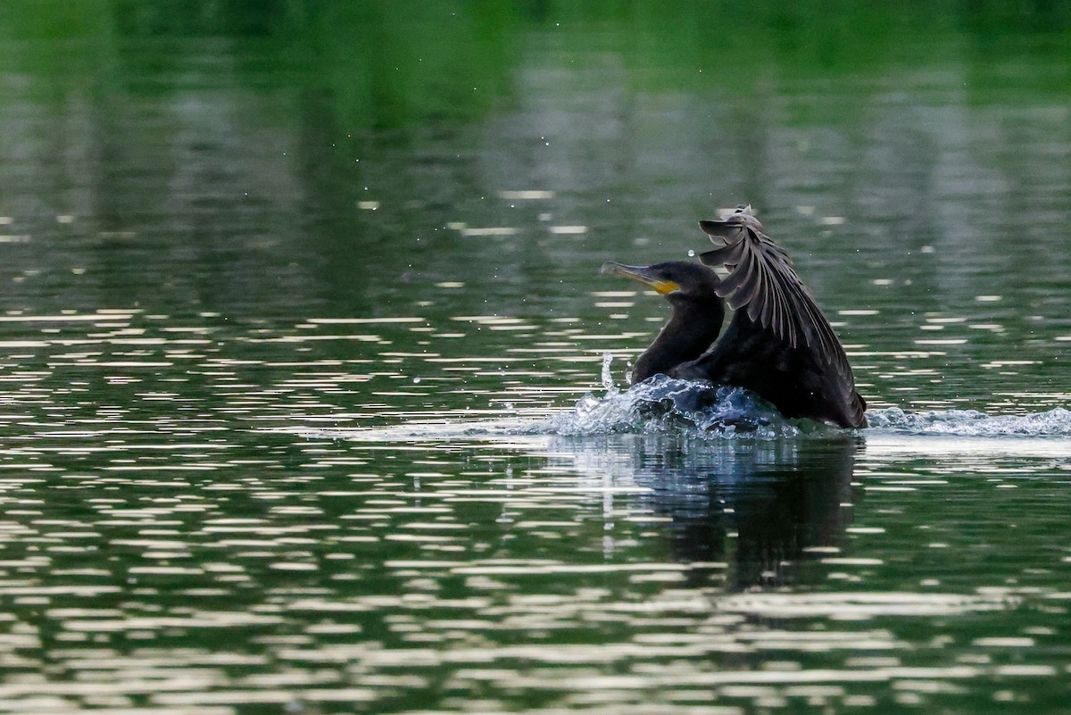 Neotropic Cormorant - Kathy McFarlen