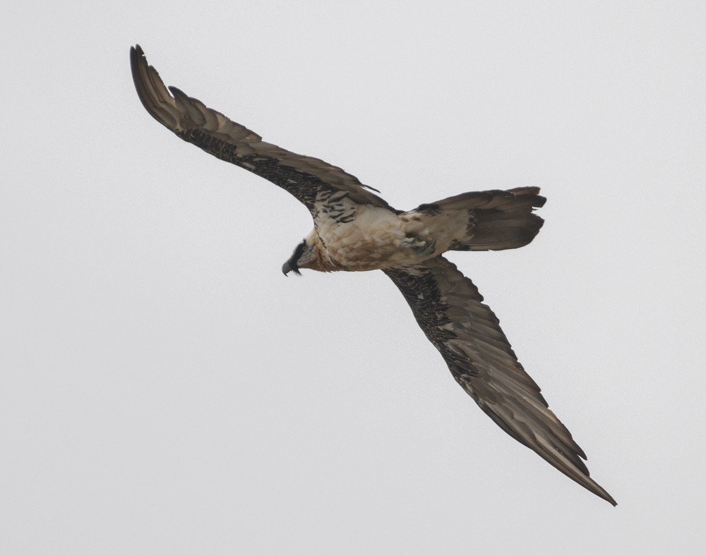 Bearded Vulture - Lindy Fung