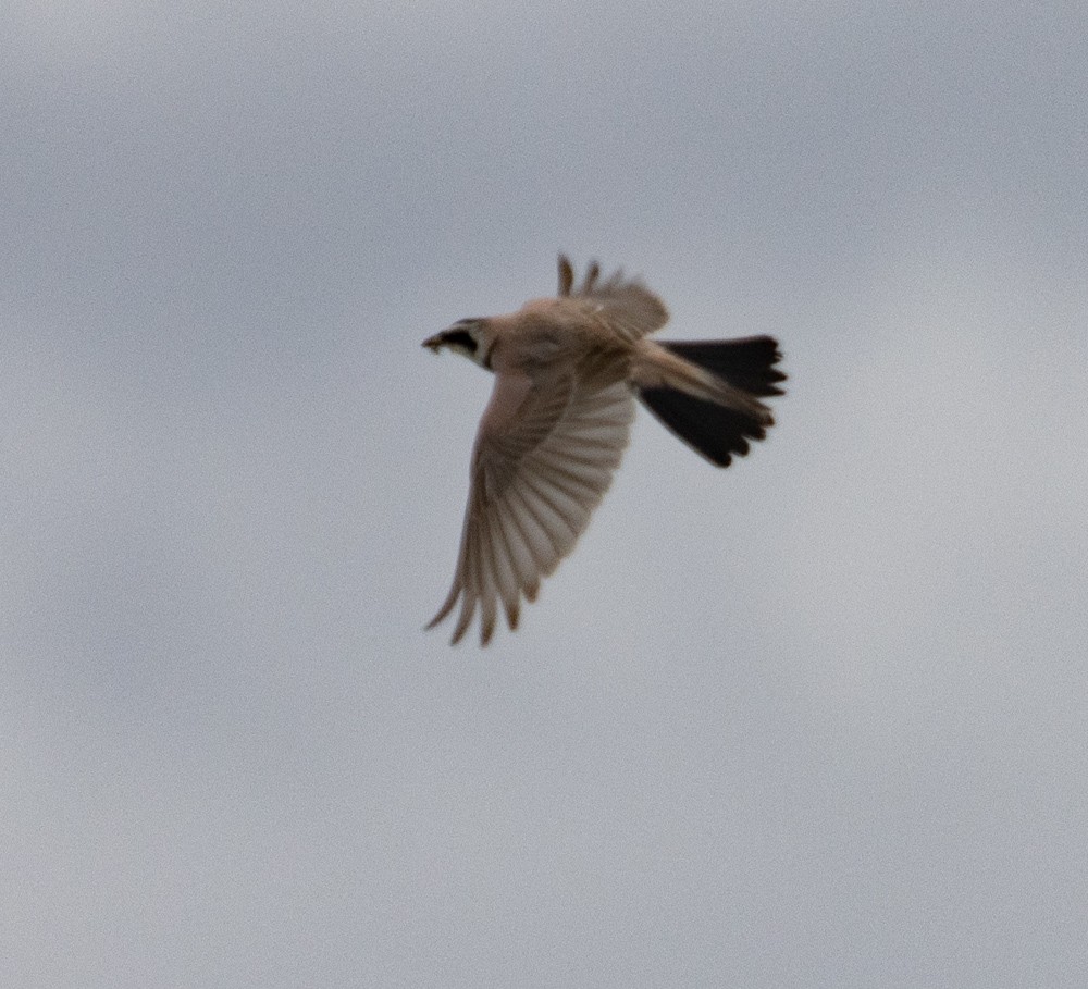 Horned Lark (Brandt's) - Lindy Fung