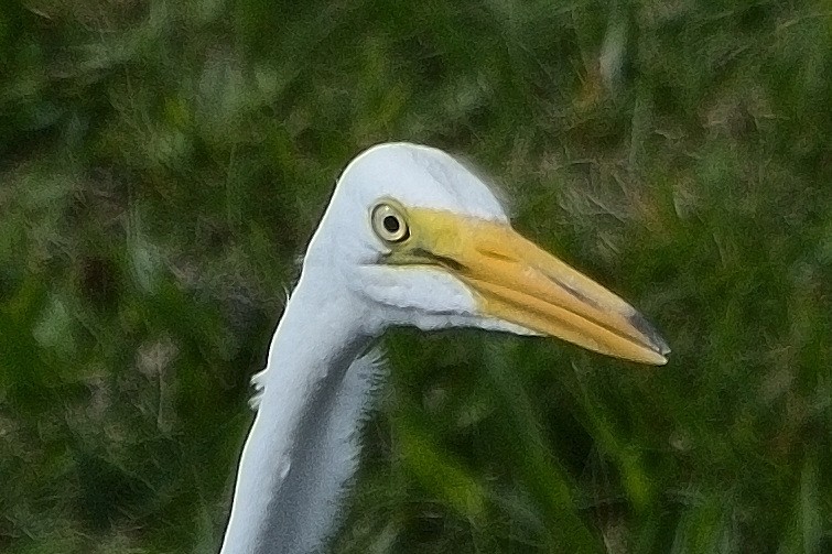 Great Egret - John Gordinier