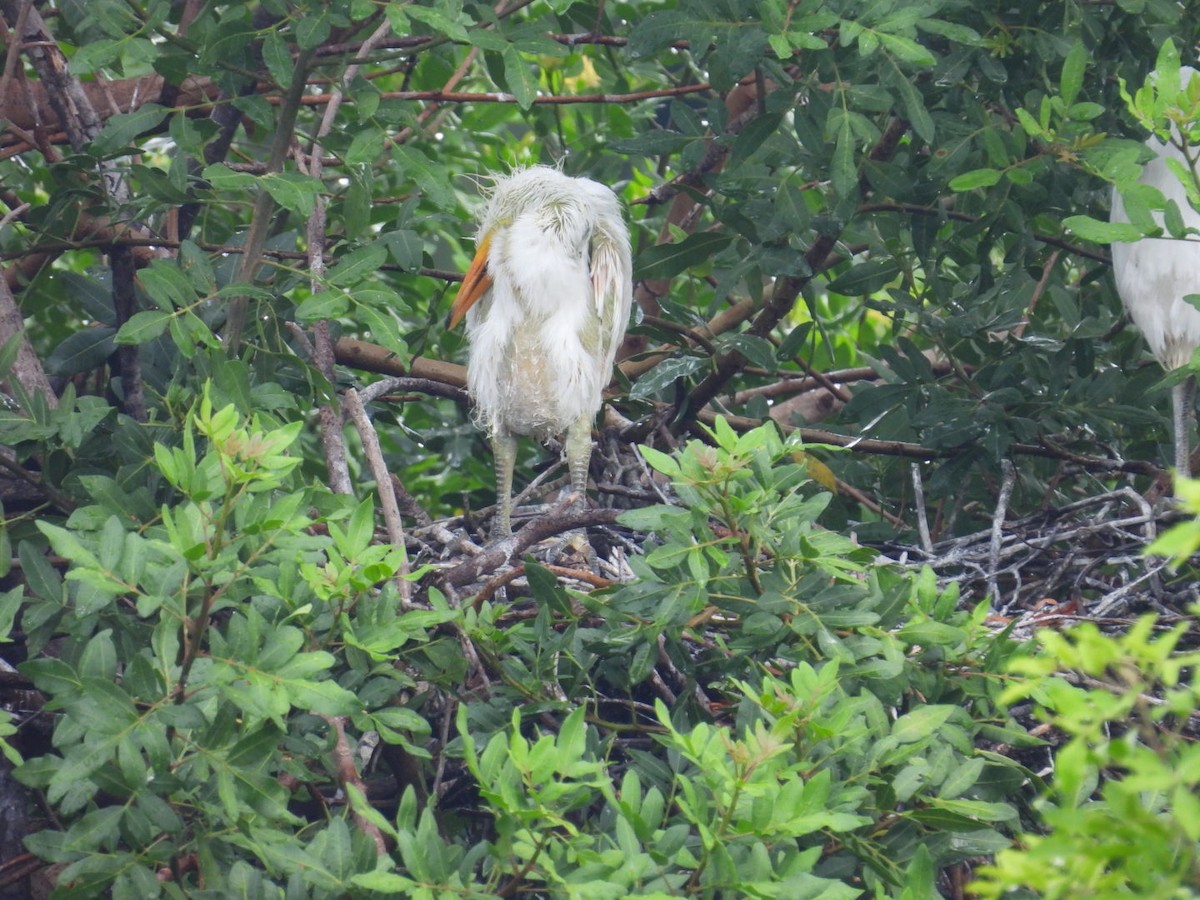 Great Egret - Denise Rychlik