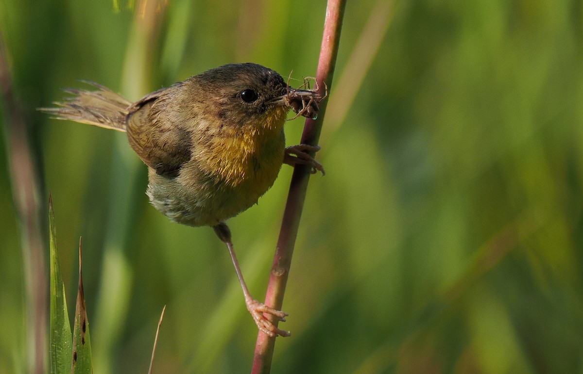 Common Yellowthroat - Ben Jesup