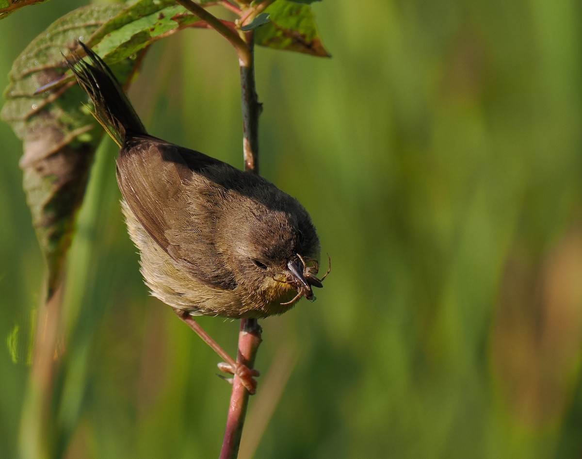 Common Yellowthroat - Ben Jesup