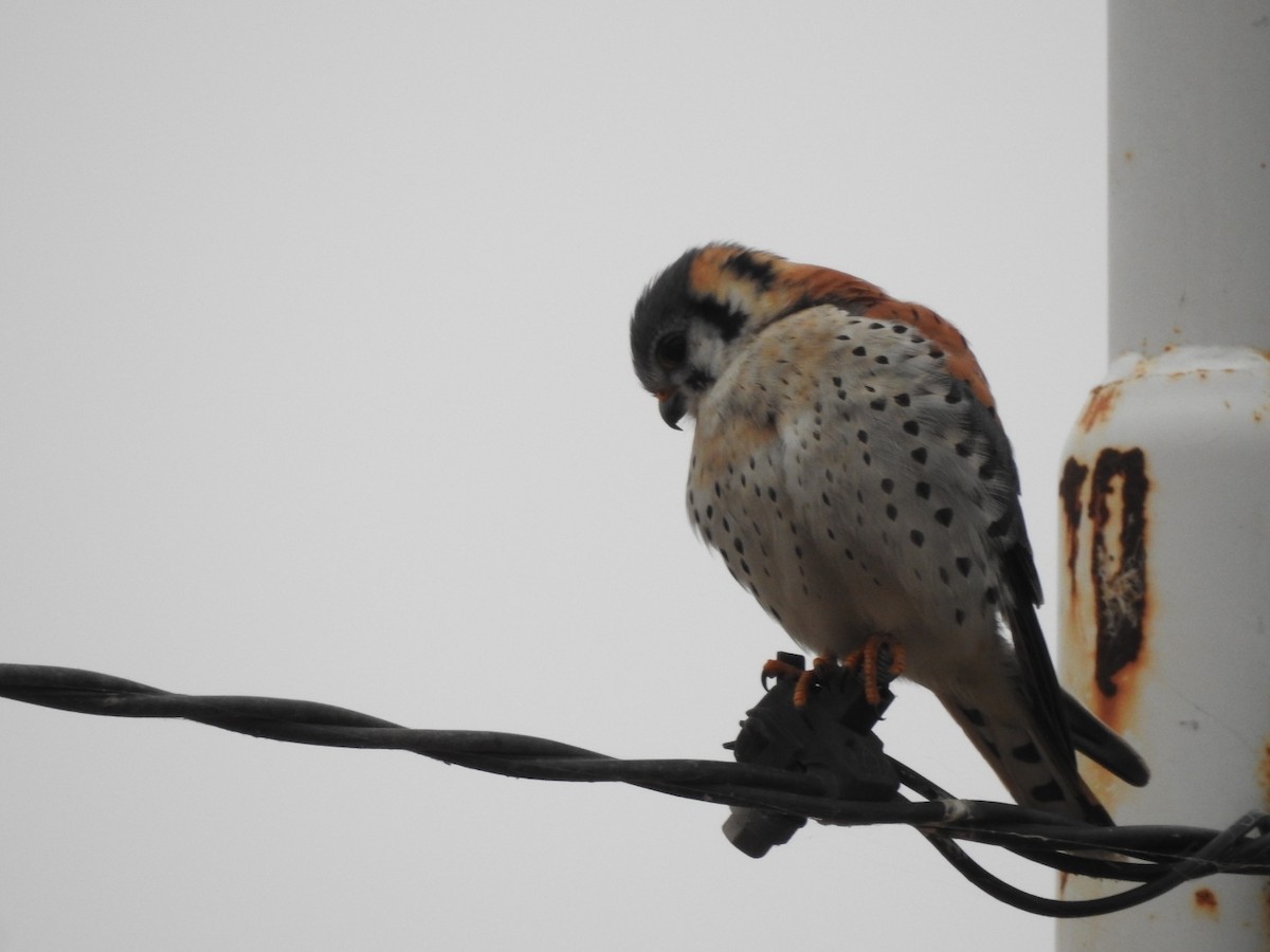 American Kestrel - ML622788869